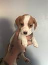 Puppies for sale Sweden, Malmo Beagle