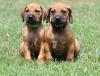 Puppies for sale Cyprus, Nicosia Rhodesian Ridgeback