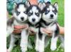 Puppies for sale Luxembourg, Luxembourg Haski