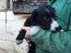 Puppies for sale France, Metz Border Collie