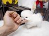 Puppies for sale Cyprus, Protaras Pomeranian Spitz