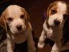 Puppies for sale Greece, Athens Beagle