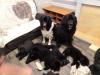 Puppies for sale France, Paris Newfoundland