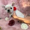 Puppies for sale Spain, Albacete French Bulldog