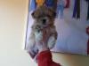 Puppies for sale Spain, Madrid Lhasa Apso