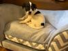 Puppies for sale Cyprus, Paphos Jack Russell Terrier