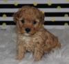 Puppies for sale Finland, Kuopio Toy-poodle