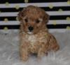 Puppies for sale Greece, Athens Toy-poodle