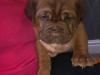 Puppies for sale Germany, Wurzburg Other breed, Dogue De Bordeaux