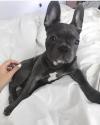 Puppies for sale Germany, Augsburg French Bulldog