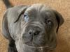 Puppies for sale France, Paris Neapolitan Mastiff