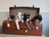 Puppies for sale Cyprus, Paphos Boxer