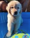 Puppies for sale Netherlands, Breda Golden Retriever