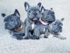 Puppies for sale Cyprus, Paphos French Bulldog