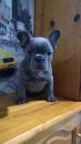 Puppies for sale France, Paris French Bulldog