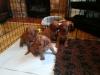 Puppies for sale Denmark, Kopenagen Miniature Poodle
