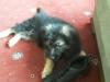 Puppies for sale Portugal, Lisbon German Shepherd Dog