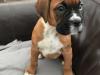 Puppies for sale Netherlands, Amsterdam Beagle