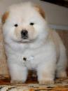 Puppies for sale Netherlands, Leiden Chow Chow