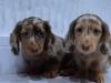 Puppies for sale Cyprus, Paphos Dachshund