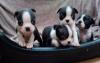 Puppies for sale Greece, Heraklion Boston Terrier