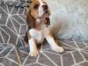 Puppies for sale Hungary, Budapest Beagle