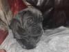 Puppies for sale Finland, Helsinki Neapolitan Mastiff