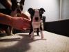 Puppies for sale Cyprus, Limassol Boston Terrier