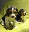 Puppies for sale Netherlands, Groningen Beagle