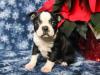 Puppies for sale Germany, Frankfurt an der Oder Boston Terrier