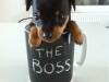 Puppies for sale Finland, Helsinki Miniature Pinscher