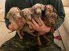Puppies for sale Greece, Thessaloniki Dachshund