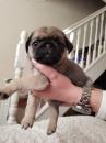 Puppies for sale Denmark, Kopenagen Pug