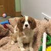 Puppies for sale Sweden, Goteborg King Charles Spaniel