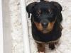 Puppies for sale Sweden, Stockholm Rottweiler