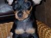 Puppies for sale Cyprus, Larnaca Miniature Pinscher
