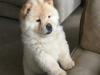 Puppies for sale Germany, Berlin Chow Chow