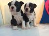 Puppies for sale Finland, Helsinki Boston Terrier