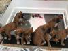 Puppies for sale Germany, Augsburg Boxer