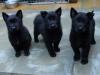 Puppies for sale Netherlands, Rotterdam German Shepherd Dog