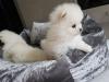 Puppies for sale Belgium, Liege Pomeranian Spitz