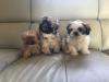 Puppies for sale Netherlands, Hurley Shih Tzu