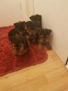 Puppies for sale Greece, Heraklion Yorkshire Terrier