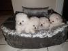 Puppies for sale Finland, Helsinki Pomeranian Spitz