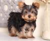Puppies for sale Cyprus, Protaras Yorkshire Terrier
