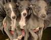 Puppies for sale Netherlands, NEC Other breed, Whippet puppies