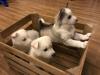 Puppies for sale Netherlands, Maastricht Other breed, Siberian husky puppy