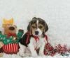Puppies for sale Cyprus, Ayia Napa Beagle