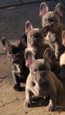 Puppies for sale Spain, Barcelona French Bulldog