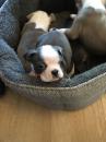 Puppies for sale Greece, Thessaloniki Boston Terrier